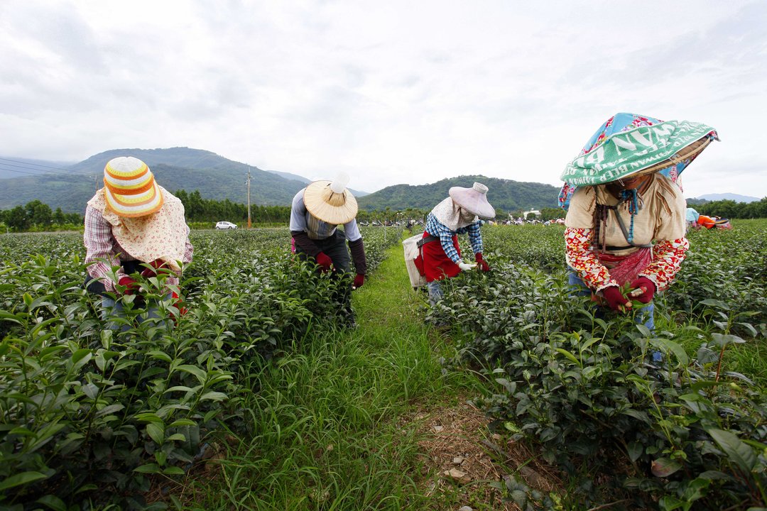 Gold Leaf | Luye Tea Station, Taitung — The Darjeeling That Is Actually Taiwan