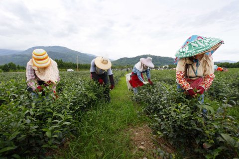 Gold Leaf | Taitung Tea Resea…