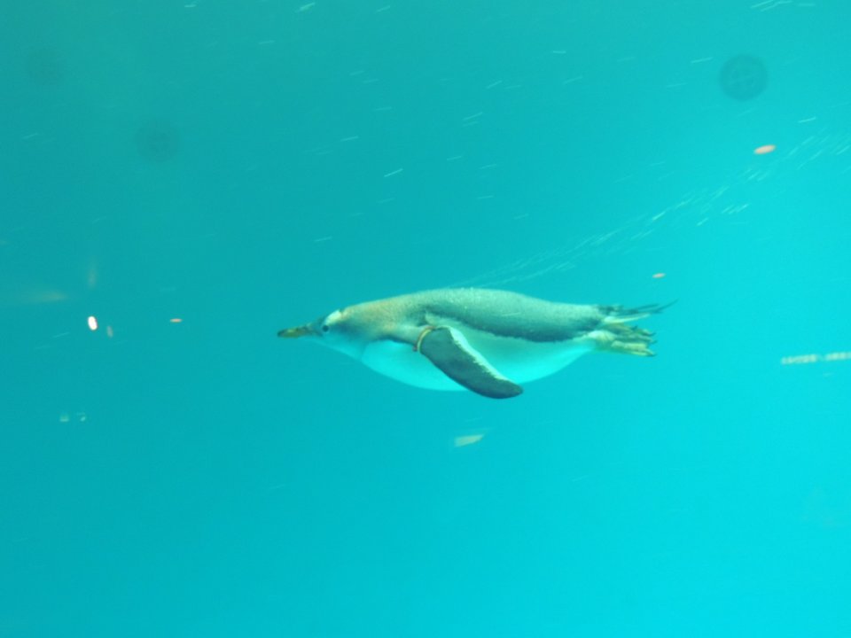 色づく世界の明日から Iroduku: The World in Colors | 長崎ペンギン水族館 Nagasaki Penguin Aquarium — 白と黒をたずねる瞳