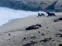 Sea Lions - My outdoor pets