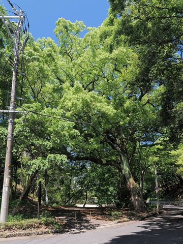 Biography | 張本勲 Isao Harimoto…