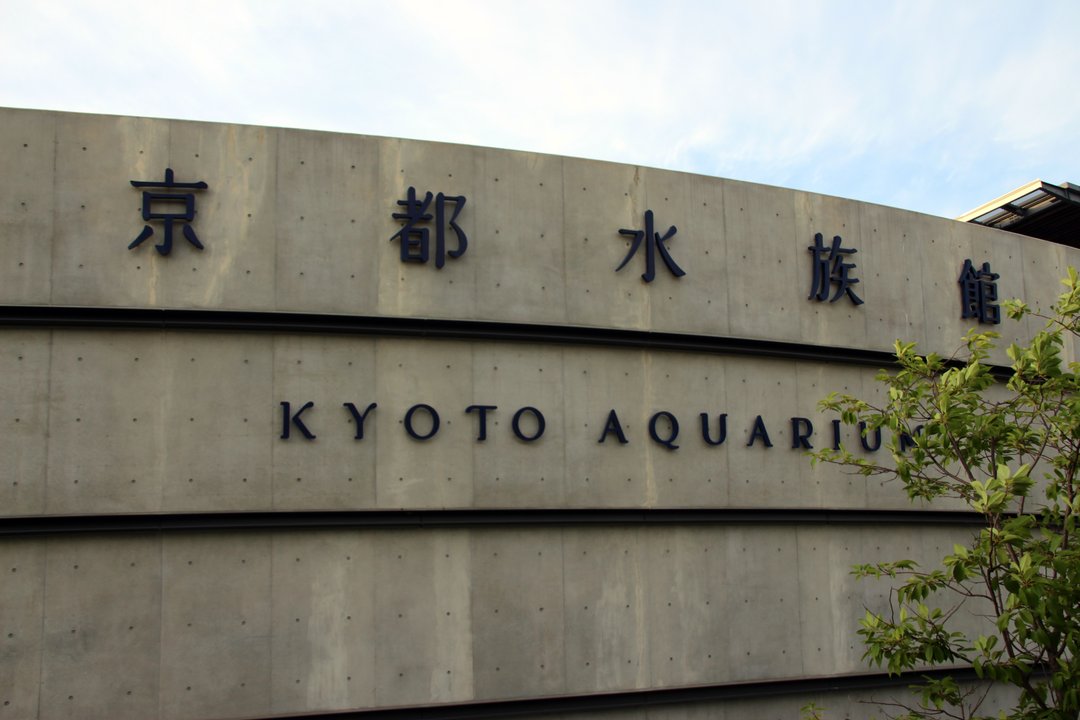 中二病でも恋がしたい！戀 Love, Chunibyo and Other Delusions -Heart Throb- | 京都水族館 Kyoto Aquarium — 水の青にほどける初デート