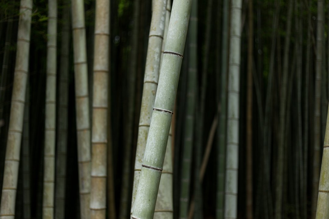 俺ガイル Oregairu | 嵐山竹林の小径 Arashiyama Bamboo Grove — 修学旅行で竹のトンネルを歩く