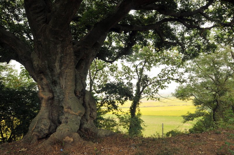 Extraordinary Attorney Woo | The Sodeok-dong Hackberry, Changwon — The Tree the Drama Made a Monument