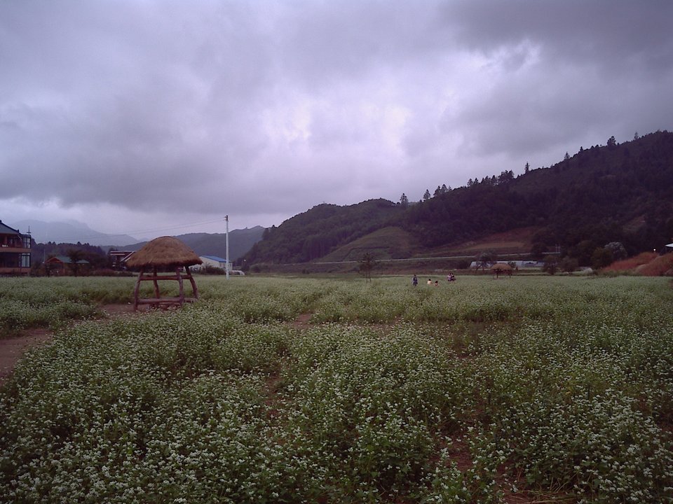 Goblin | Hakwon Farm, Gochang — The Buckwheat Field He Came Back To