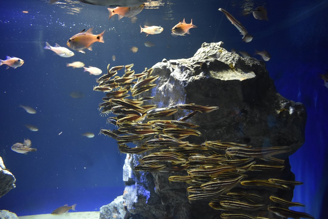 彼女、お借りします | サンシャイン水族館 — 最初のレンタルが本物を揺らす