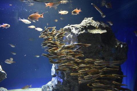 彼女、お借りします | サンシャイン水族館 — 最初のレン…