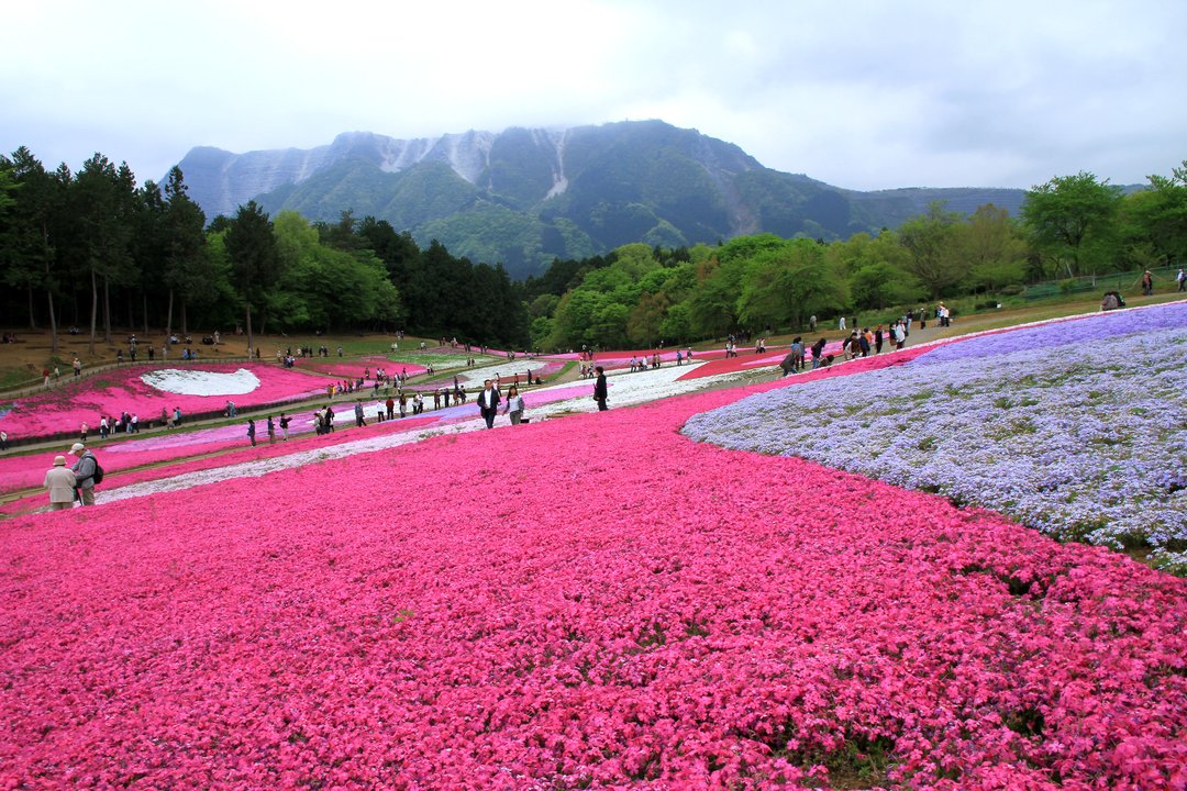 上伊那ぼたん、酔へる姿は百合の花 | 羊山公園 芝桜の丘 — First Color Under Mount Buko