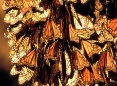 Butterfly Extravaganza