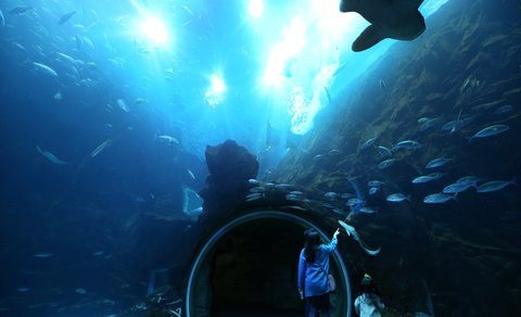 Queen of Tears | Aqua Planet …