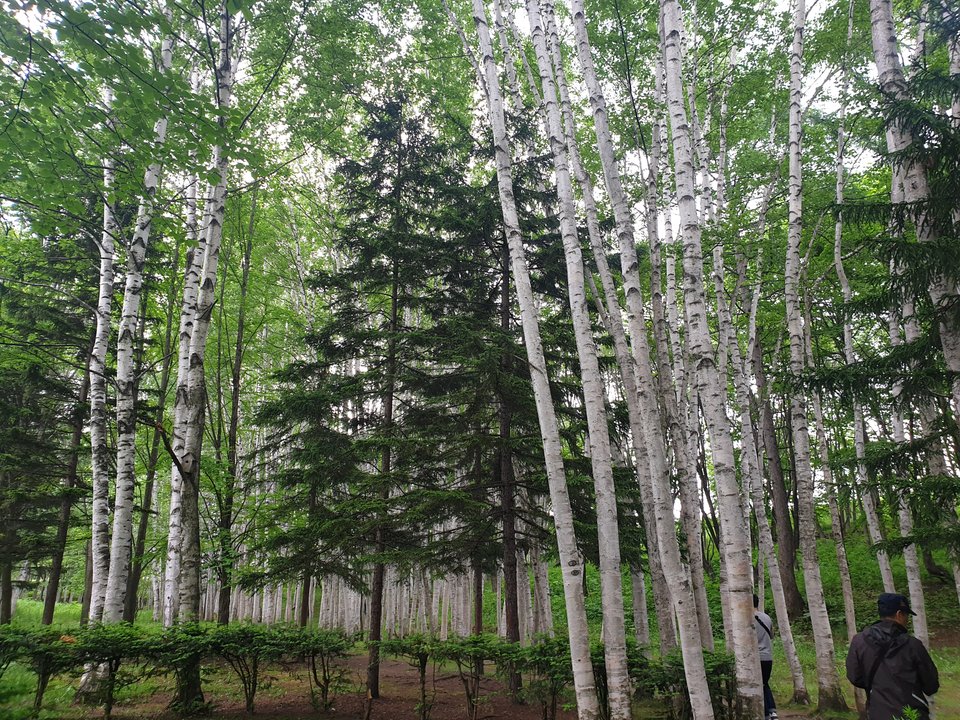Something in the Rain|Wondae-ri Birch Forest — White Trunks After the City