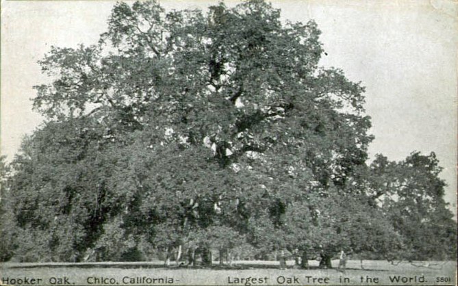The Adventures of Robin Hood | Hooker Oak Recreation Area — the Gallows Oak that blew down in 1977