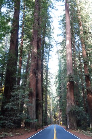 After Earth | Humboldt Redwoo…