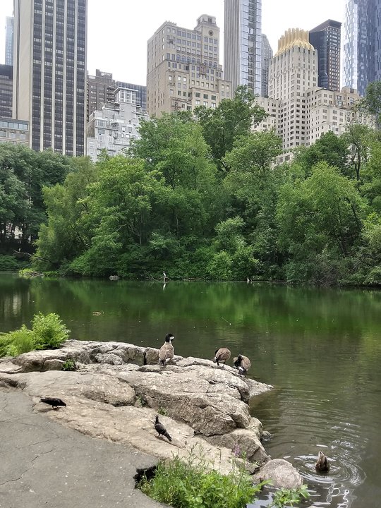 Almost Famous|The Pond, Central Park — The Walk After Everything