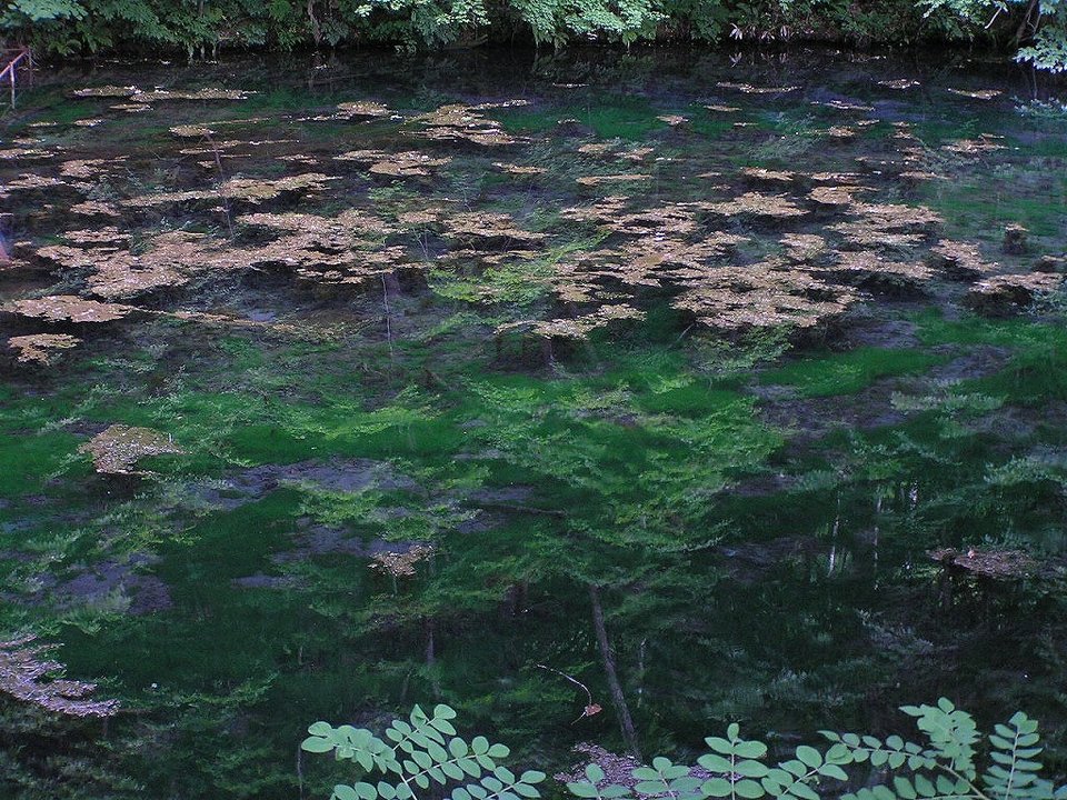 北の国から | 鳥沼公園 Torinuma Park — A Date Reflected in Clear Water