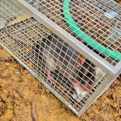 Review Of Campbell Natural Pe…