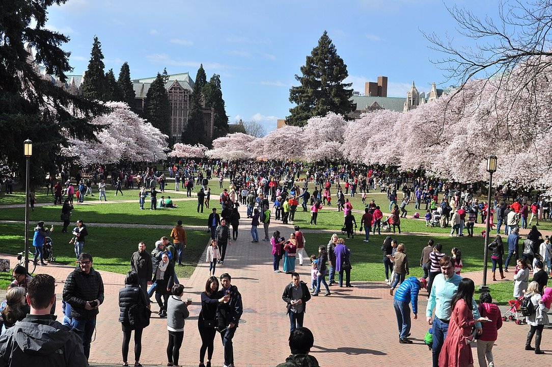 21 & Over | The Quad, University of Washington — Cherry trees and a body to carry