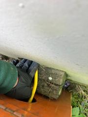 Review about Bellingham pest …