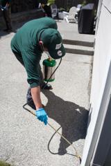 Review About Sugar Ants Pest …