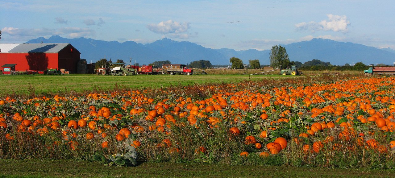 The Adam Project | Ladner Trunk Road, Delta — the motel on the edge of the farm flats