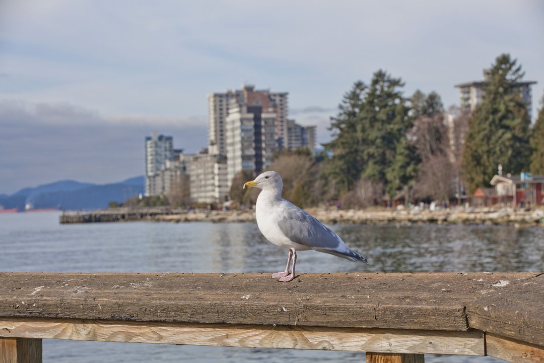 The Adam Project | John Lawson Park, Ambleside — the seawall where the small one gets shoved