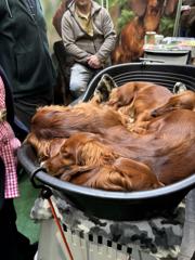 JAGD & HUND 2025 Dortmund 