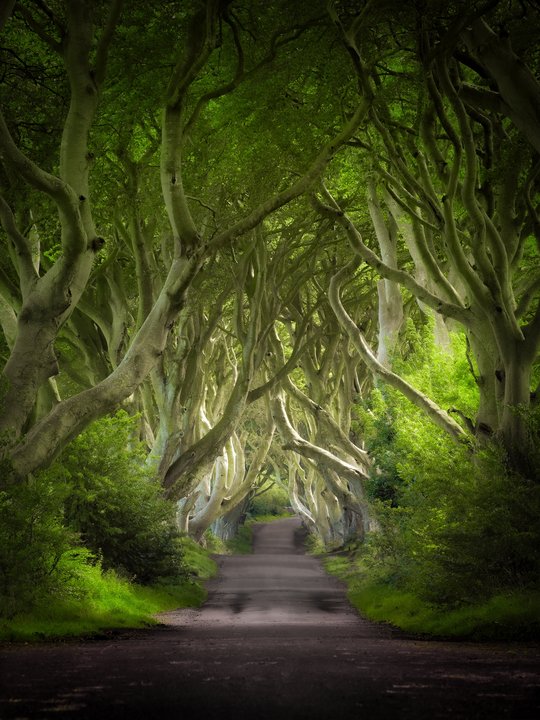 Game of Thrones | The Dark Hedges — Kingsroad Under Twisted Beech